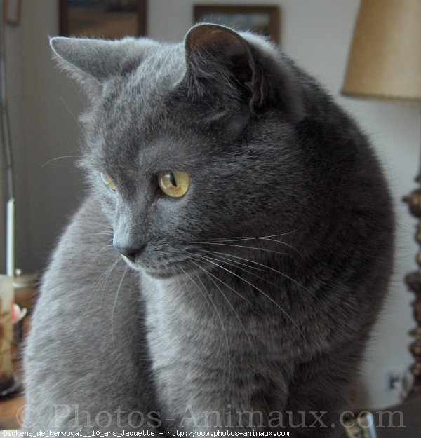 Photo de Chartreux