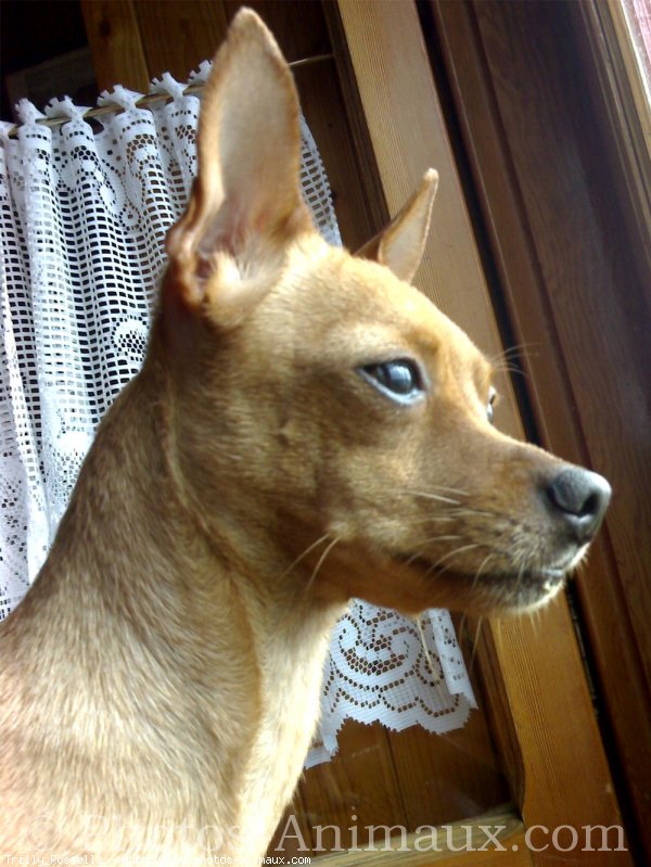 Photo de Pinscher nain