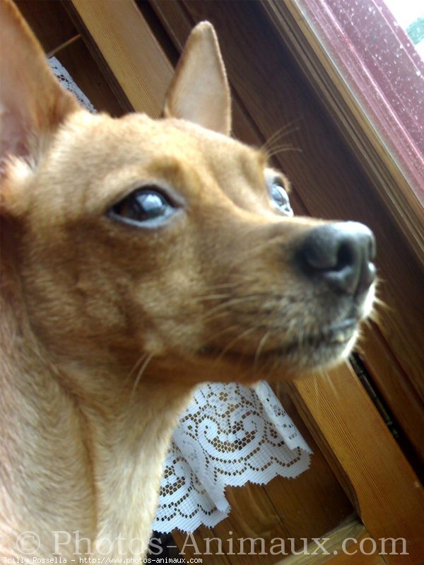 Photo de Pinscher nain