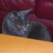 Photo de Chartreux