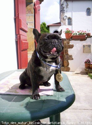 Photo de Bouledogue franais