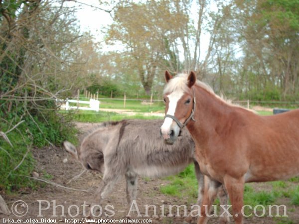 Photo de Races diffrentes