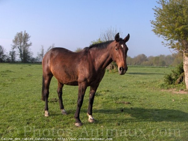 Photo de Trotteur franais