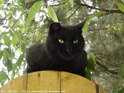 Photo de Chat domestique