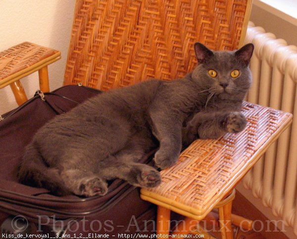 Photo de Chartreux