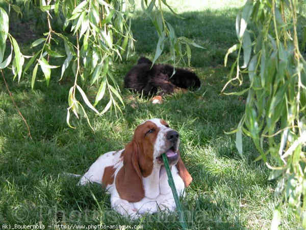 Photo de Basset hound