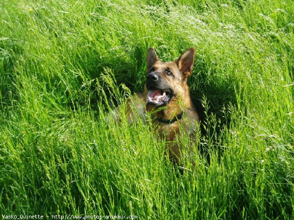 Photo de Berger allemand  poil court