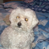 Photo de Bichon  poil fris