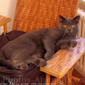 Photo de Chartreux