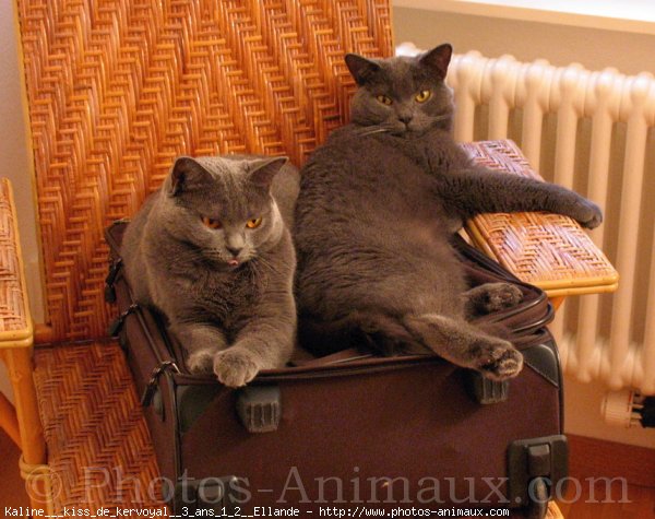 Photo de Chartreux