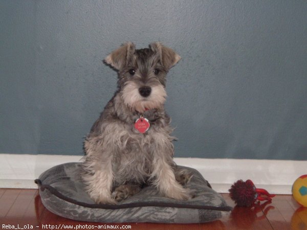 Photo de Schnauzer nain