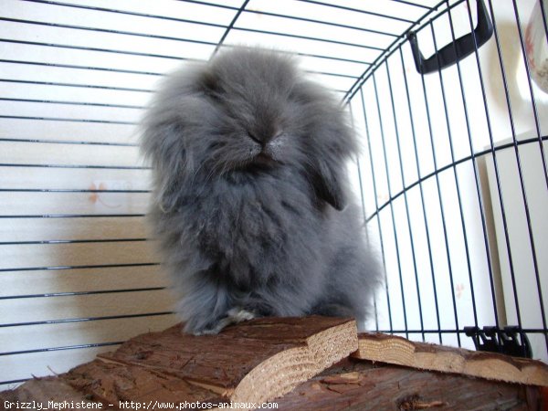 Photo de Lapin