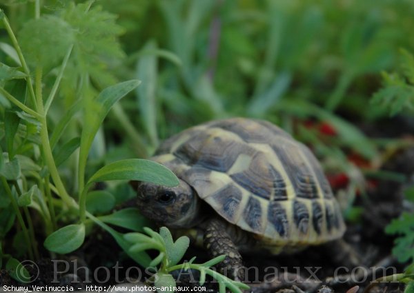 Photo de Tortue