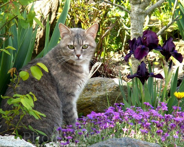 Photo de Chat domestique