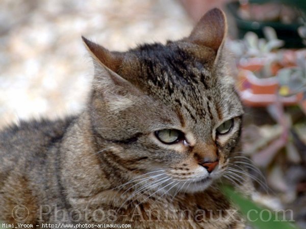 Photo de Chat domestique