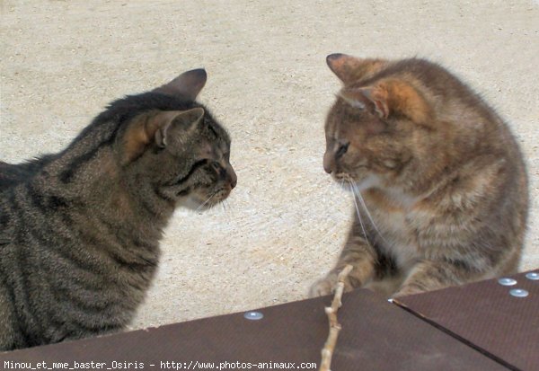 Photo de Chat domestique