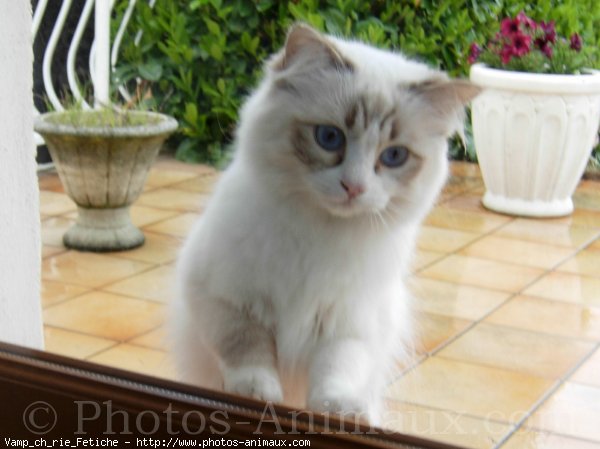 Photo de Ragdoll