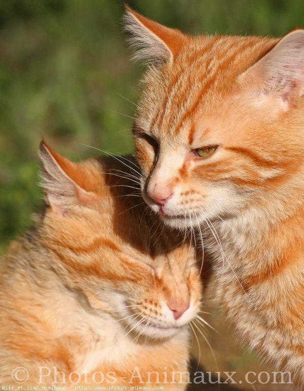 Photo de Chat domestique