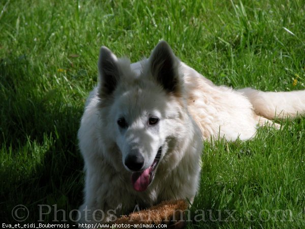 Photo de Berger blanc suisse