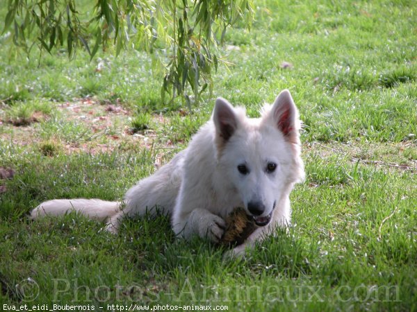 Photo de Berger blanc suisse