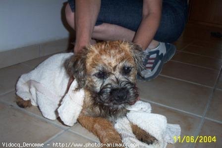 Photo de Border terrier