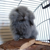 Photo de Lapin