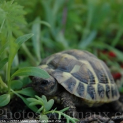 Photo de Tortue