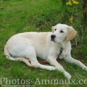 Photo de Golden retriever