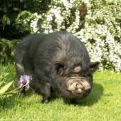 Photo de Cochon