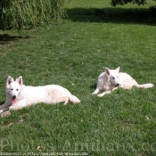 Photo de Berger blanc suisse