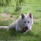 Photo de Berger blanc suisse