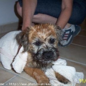 Photo de Border terrier