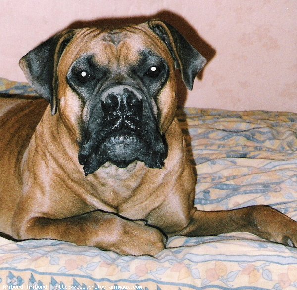 Photo de Boxer