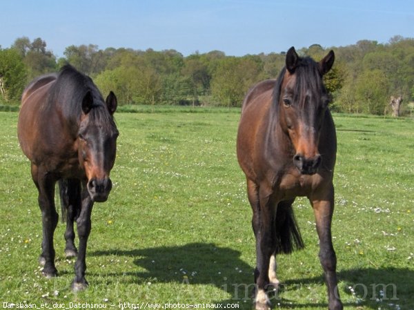 Photo de Races diffrentes