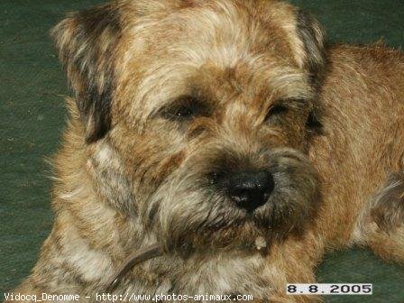 Photo de Border terrier