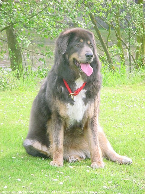 Photo de Dogue du tibet