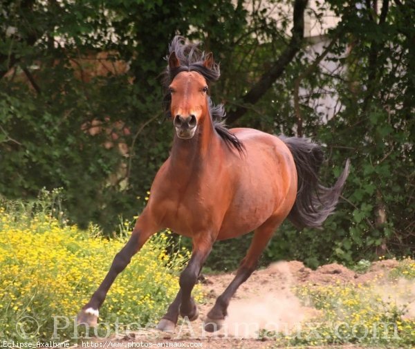 Photo de Poney franais de selle