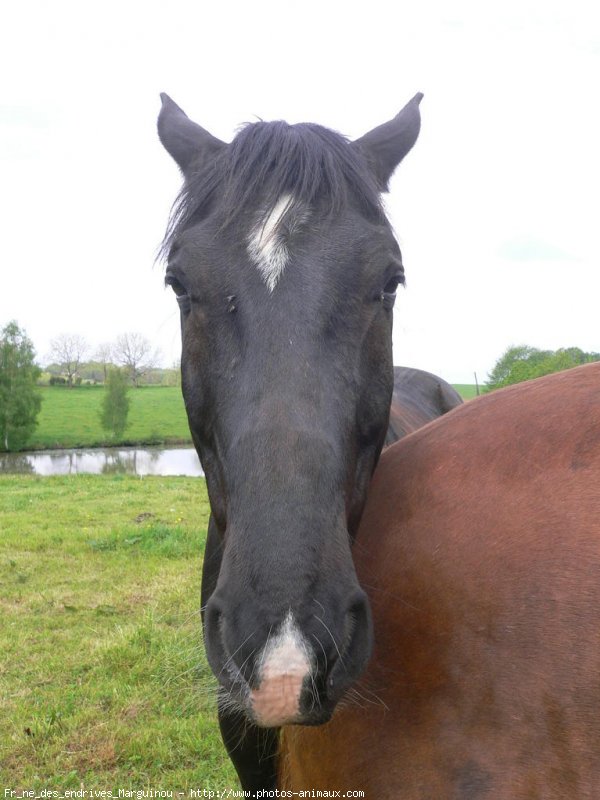 Photo de Trotteur franais