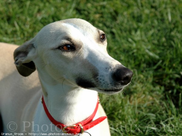 Photo de Whippet