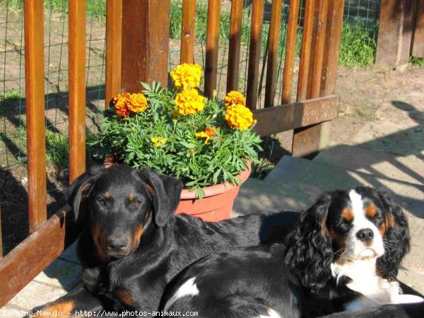 Photo de Cavalier king charles spaniel