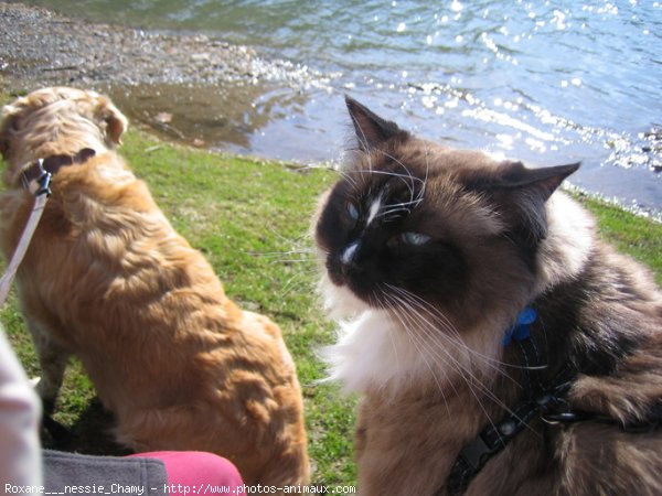 Photo de Ragdoll