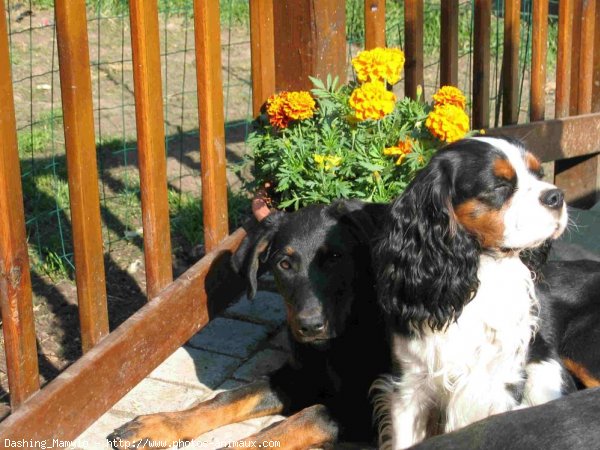 Photo de Cavalier king charles spaniel