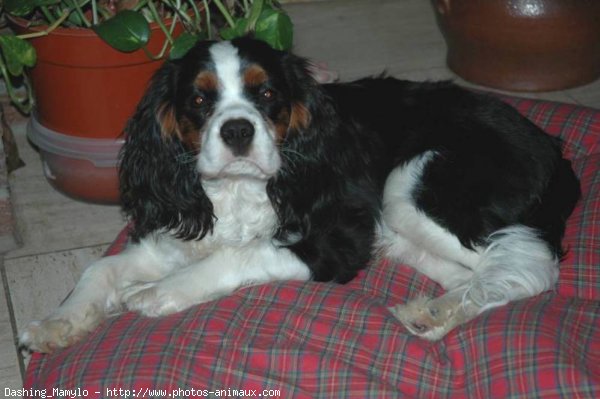 Photo de Cavalier king charles spaniel