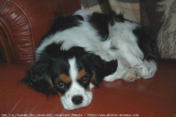 Photo de Cavalier king charles spaniel