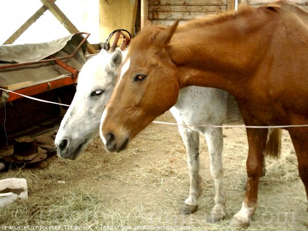 Photo de Races diffrentes