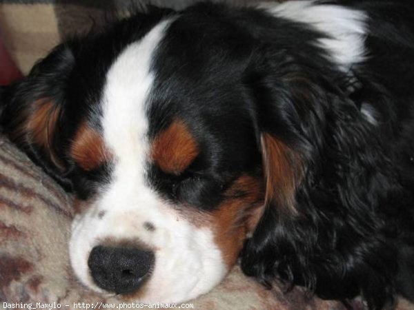 Photo de Cavalier king charles spaniel