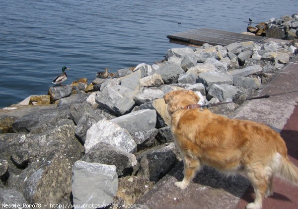 Photo de Golden retriever