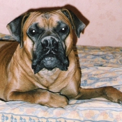 Photo de Boxer