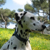 Photo de Dalmatien