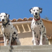 Photo de Dalmatien